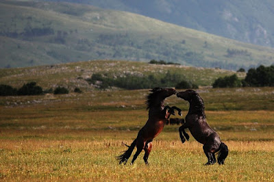 beautiful horses