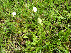 Drosera peltata Sundew