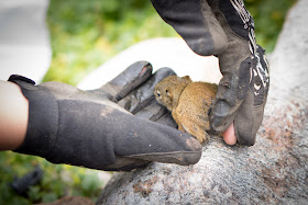 Rescue of baby squirrel from drowning, baby squirrel, animal rescue