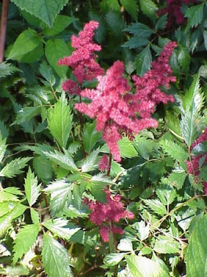 Picture of red Astilbe-when should I feed my Astilbe