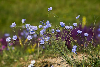 hegyi len (L. austriacum)