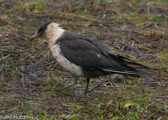 Pomarine skua dona nook seals