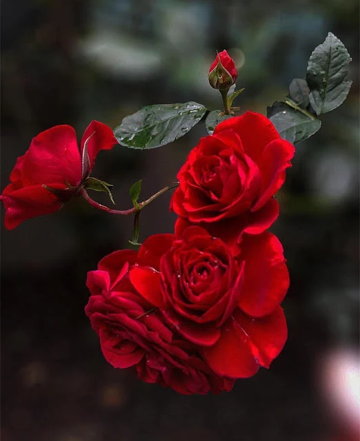 Red Rose Flower Images - Rose Flower Images Download - Different Colors Rose Flower Images Download - rose flower - NeotericIT.com