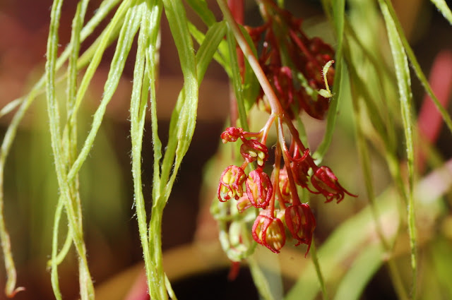 Acer palmatum koto no ito blooms