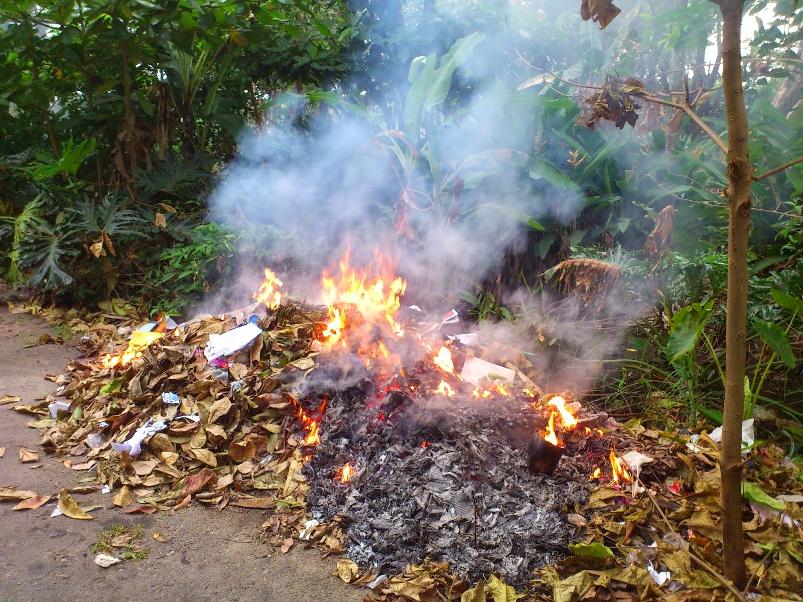 Mengapa Muncul Asap pada Pembakaran Sampah Jerami atau 