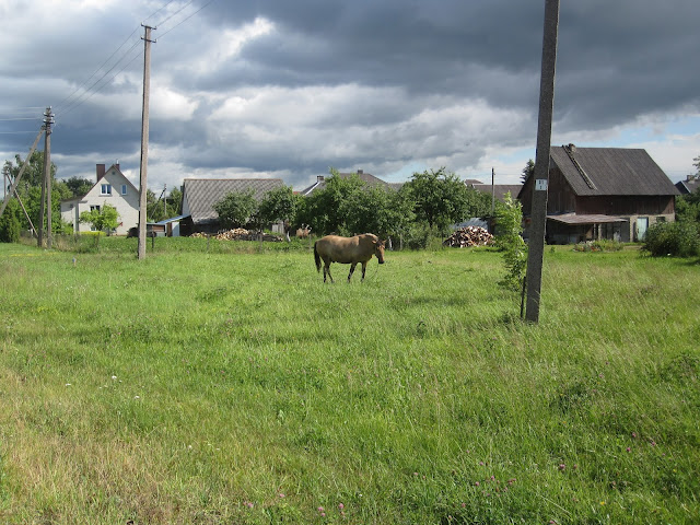 Horse Lithuania