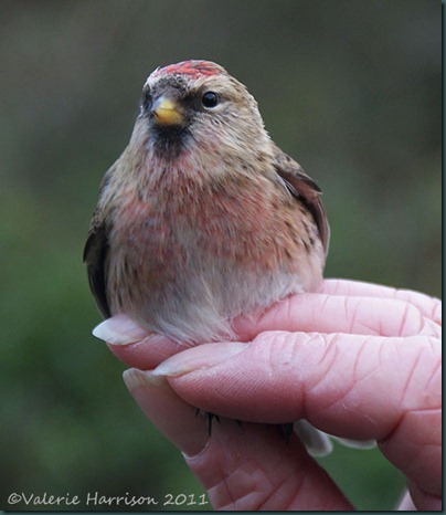 17-Redpoll
