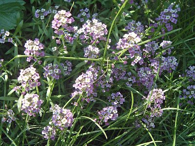 [Photo: Lobularia maritima.]