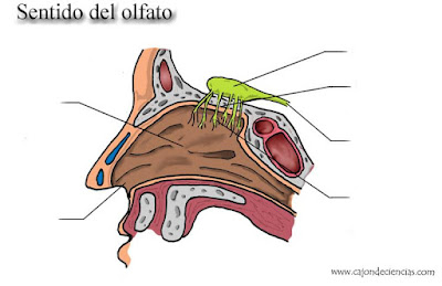 http://www.ceiploreto.es/sugerencias/florentino/laminas_interactivas/olfato01/actividad.html