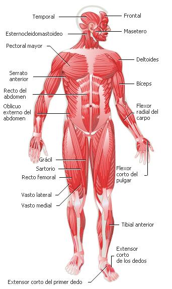 partes del cuerpo humano. encontramos en las partes