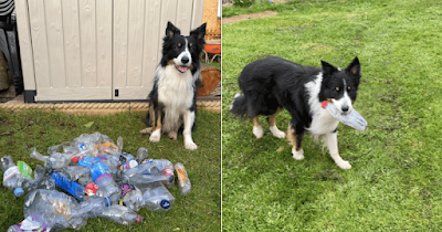 Scruff el perro ecologista que ha reciclado más de 1000 botellas