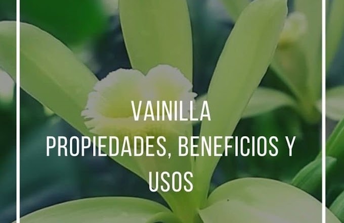 PROPIEDADES, BENEFICIOS Y USOS DE LA VAINILLA