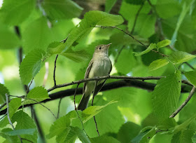 Acadian Flycatcher - Nan Weston Preserve, Michigan, USA