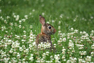 gambar jenis American rabbit