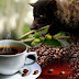 Keistimewaan Dan Keunggulan Kopi Luwak Lampung Robusta