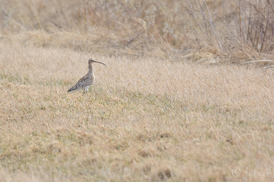 Suurkoovitaja, Numenius arquata, Eurasian Curlew, Western, Common, koovitaja