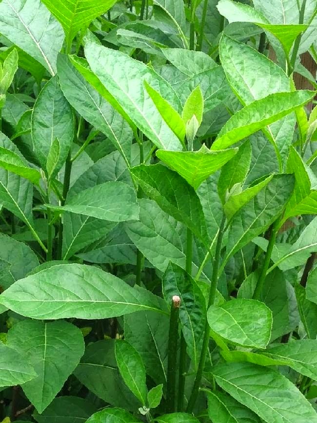  Daun  Afrika  Tanaman Herbal