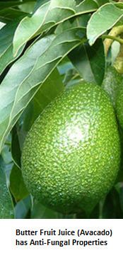 Butter Fruit Juice (Avocado) has Anti-Fungal Properties