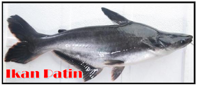 Ikan Patin