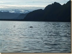 cruise 109