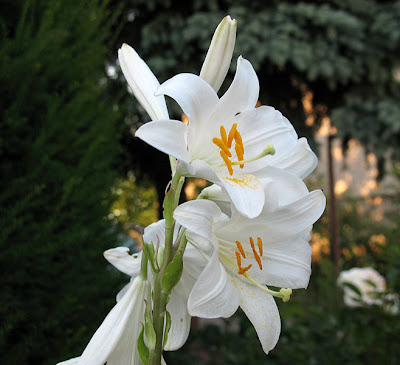 Lily Flower