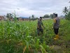 Dukung Ketahanan Pangan, Bhabinkamtibmas Tinjau Tanaman Jagung yang Dikelola Kelompok Tani Beringin Manggar
