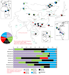 AlDH2* alleles map