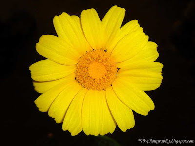 Yellow Daisy Flower