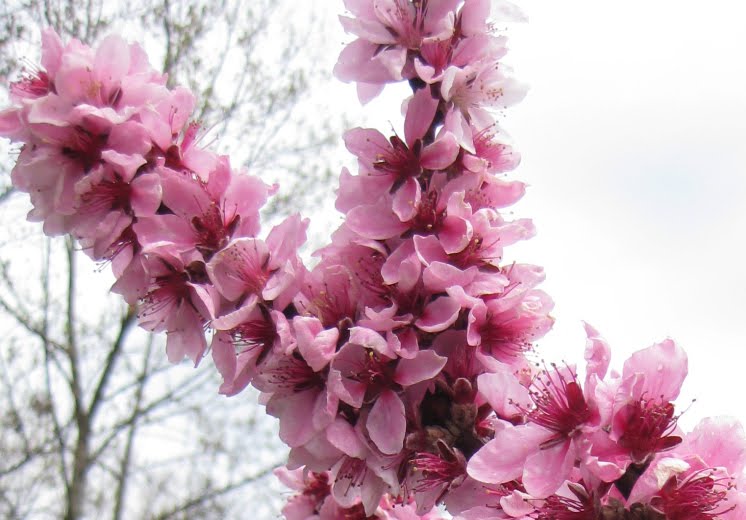 Peach Tree (Prunus Persica