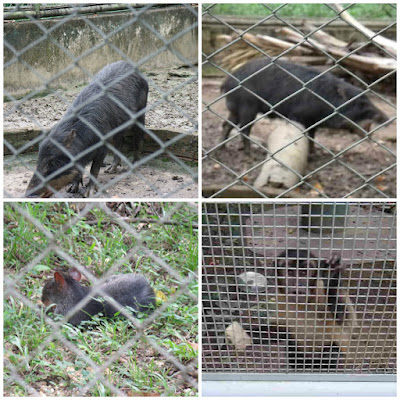 Manaus | Vale a pena uma visita ao Zoológico do CIGS?