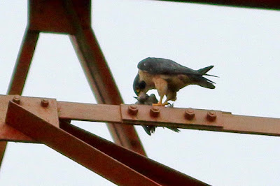 "Peregrine Falcon (Shaheen), on the tower with prey."