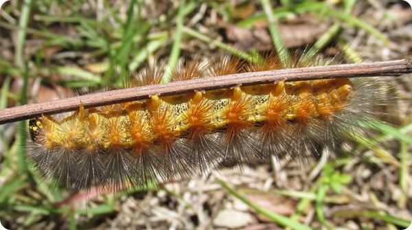 26 Withlacoochee Trail - Salt Marsh Caterpillar (2)