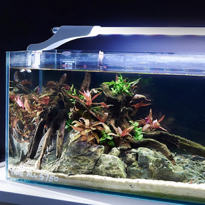 Merawat aquascape