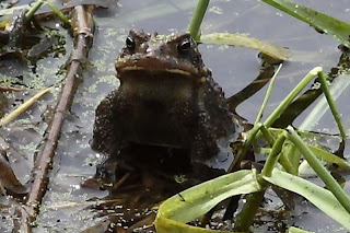 American toad (Bufo americanus)