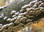 schizophyllum commune