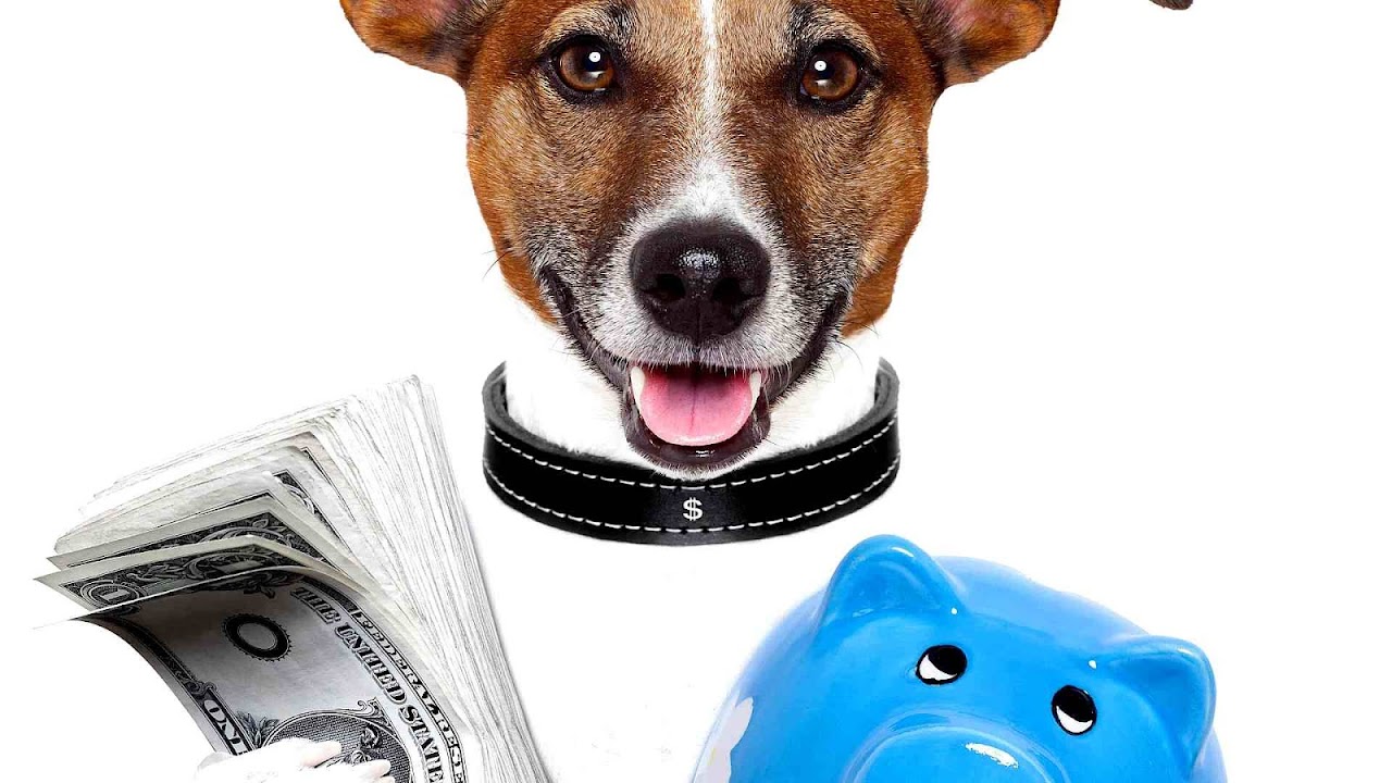 Best Cheap Pet Insurance