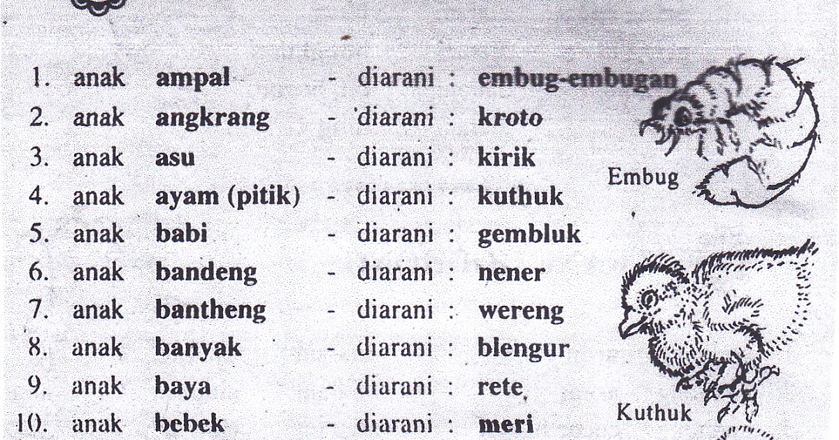 ETNIK amor Nama anak hewan dalam  bahasa  jawa 