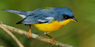 Tropical parula