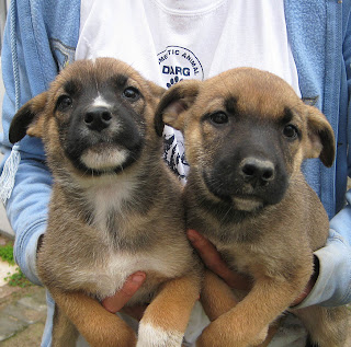 African Puppy