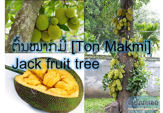 http://hukased.blogspot.com/2016/09/ton-makmi-jack-fruit-tree.html