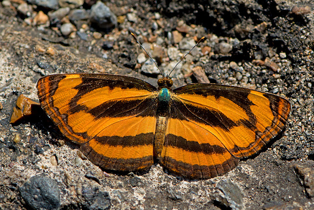 Pantoporia hordonia the Common Lascar butterfly