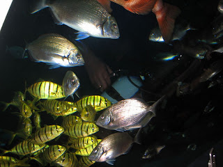 Istanbul Akvaryum (Aquarium)