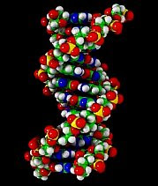 DNA strand