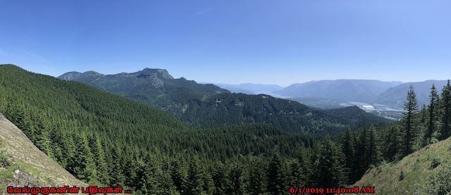 Pacific Northwest Forest View