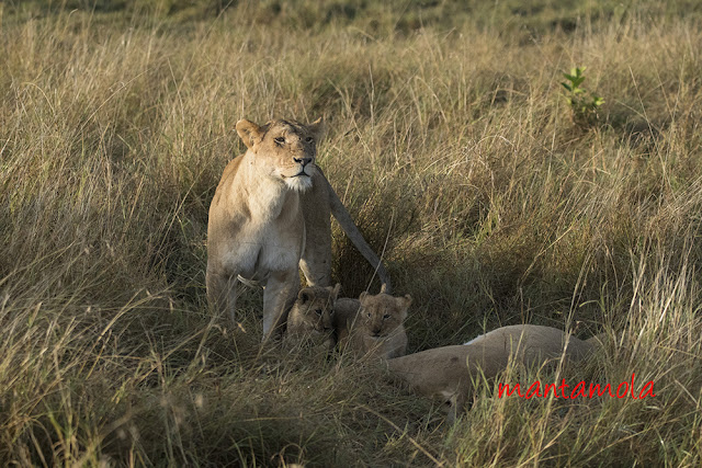 Lioness with baby