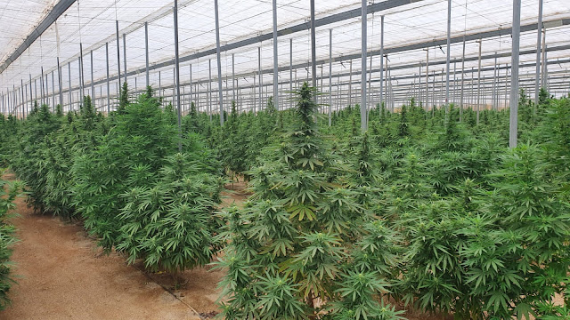 cannabis cultivo rentable