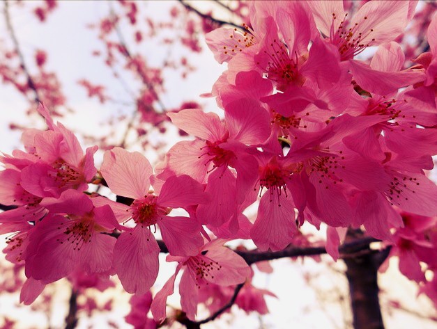  Gambar  Bunga Sakura Yang Indah Kumpulan Gambar 