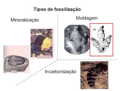 Paleontologia