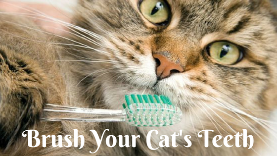 How to brush your cat's teeth