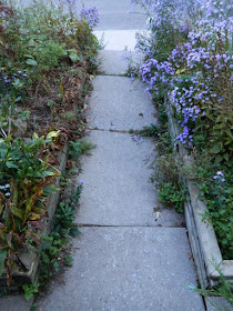 Toronto Roncesvalles Front Yard Fall Cleanup Before by Paul Jung Gardening Services--a Toronto Organic Gardener